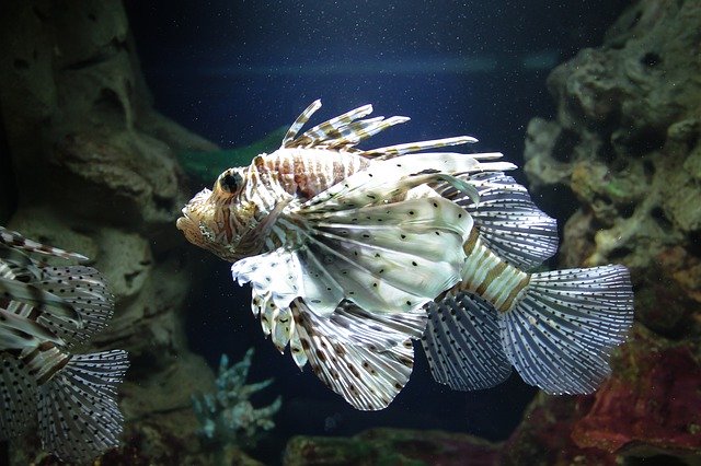 Free download Animal Fish Aquarium -  free photo or picture to be edited with GIMP online image editor