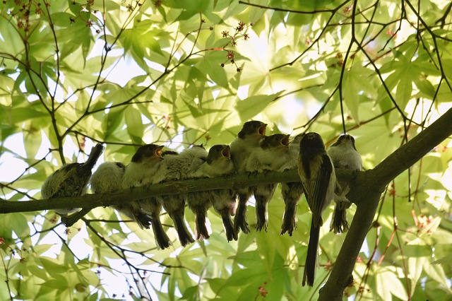 Kostenloser Download von Tierwald, frischer grüner Vogel, kostenloses Bild zur Bearbeitung mit dem kostenlosen Online-Bildeditor GIMP