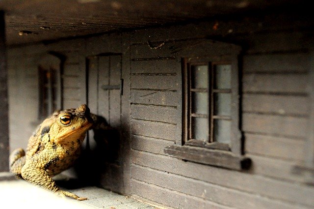 تنزيل Animal Frog Nature مجانًا - صورة مجانية أو صورة لتحريرها باستخدام محرر الصور عبر الإنترنت GIMP