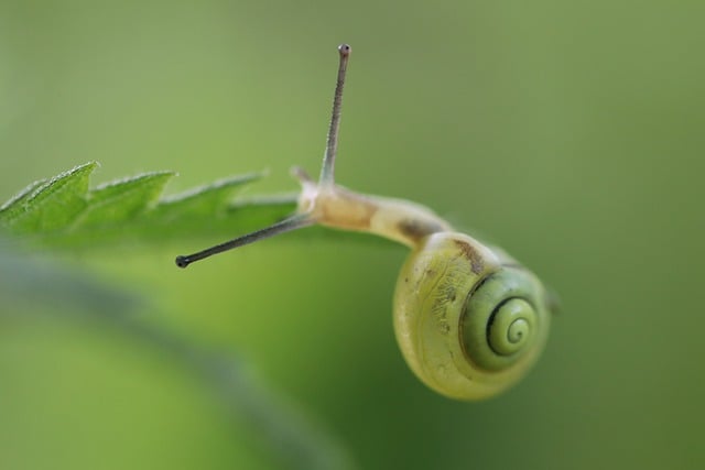 Muat turun percuma gambar percuma cangkerang siput gastropod haiwan untuk diedit dengan editor imej dalam talian percuma GIMP