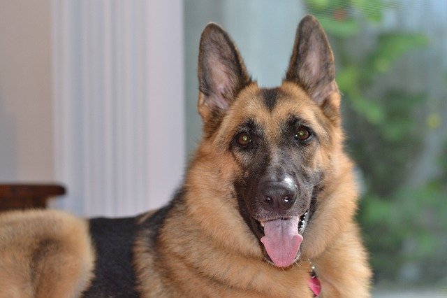 Gratis download Animal German Shepherd Pet - gratis foto of afbeelding om te bewerken met GIMP online afbeeldingseditor