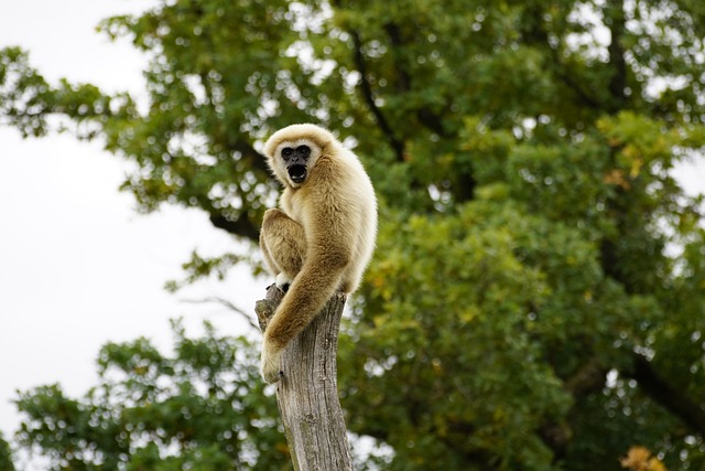 Free download animal gibbon primate ape mammal free picture to be edited with GIMP free online image editor