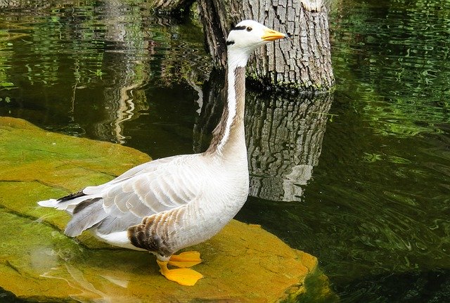 Free download Animal Goose Bird Water -  free photo or picture to be edited with GIMP online image editor