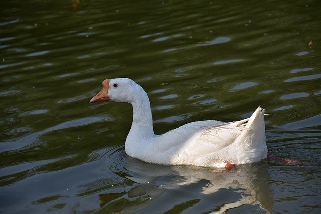 دانلود رایگان Animal Goose Feather - عکس یا عکس رایگان قابل ویرایش با ویرایشگر تصویر آنلاین GIMP