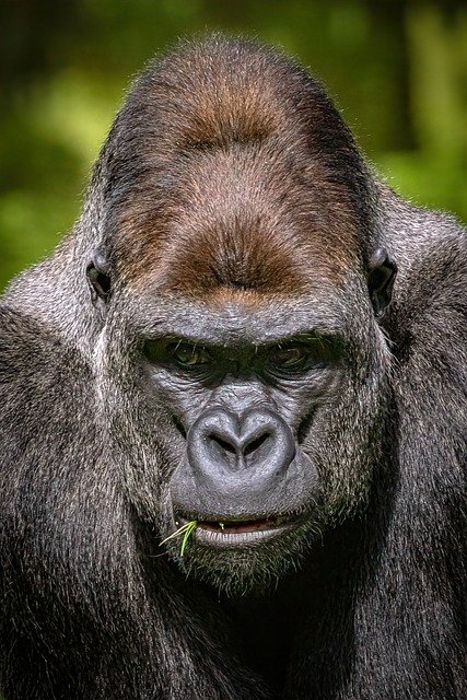 Free download animal gorilla mammal ape wildlife free picture to be edited with GIMP free online image editor