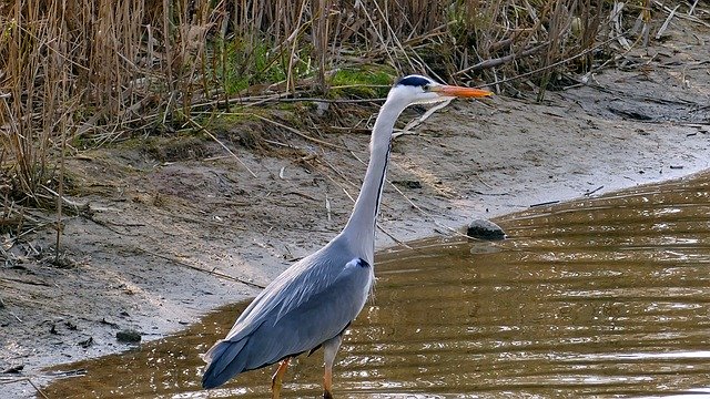 Bezpłatne pobieranie Animal Grey Heron Pond - darmowe zdjęcie lub obraz do edycji za pomocą internetowego edytora obrazów GIMP