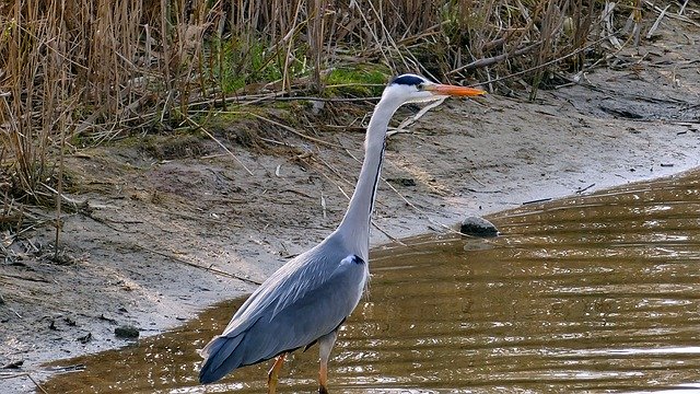 Free download Animal Grey Heron Pond -  free photo or picture to be edited with GIMP online image editor