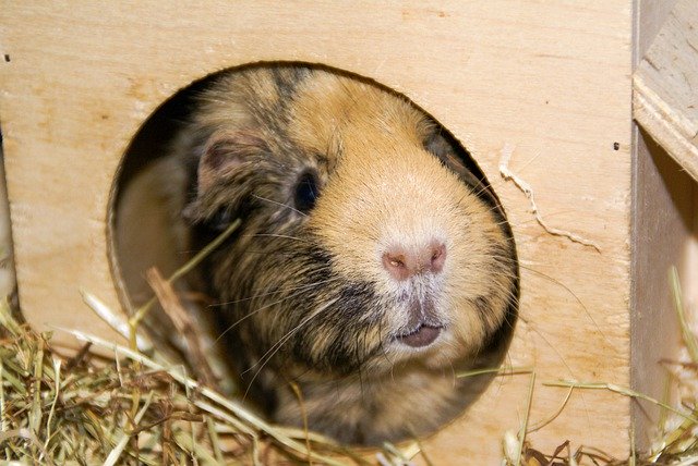 Unduh gratis Animal Hamster Nager - foto atau gambar gratis untuk diedit dengan editor gambar online GIMP