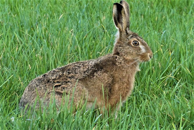 Free graphic animal hare mammal kind rabbit to be edited by GIMP free image editor by OffiDocs
