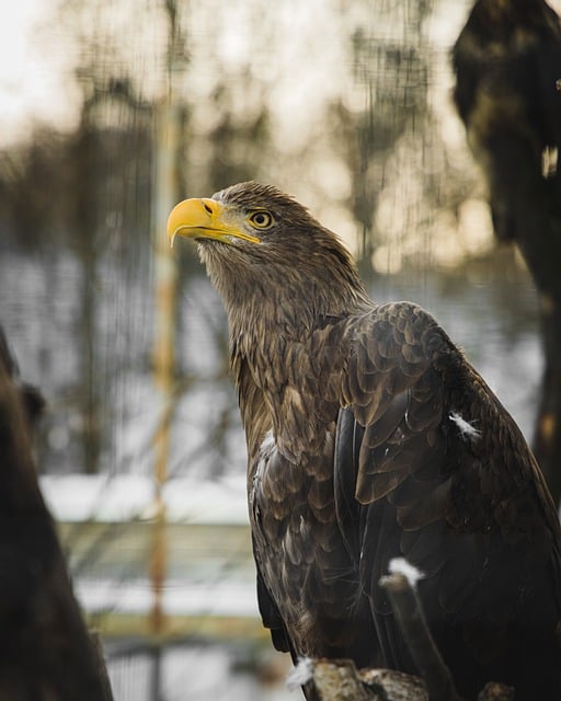 Free download animal hawk bird of prey avian free picture to be edited with GIMP free online image editor