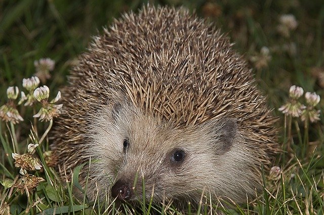 Free download Animal Hedgehog Spike -  free photo or picture to be edited with GIMP online image editor