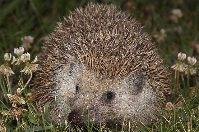 Free download Animal Hedgehog Spike -  free photo or picture to be edited with GIMP online image editor