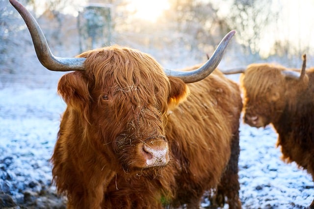 Free download animal highland cattle mammal free picture to be edited with GIMP free online image editor