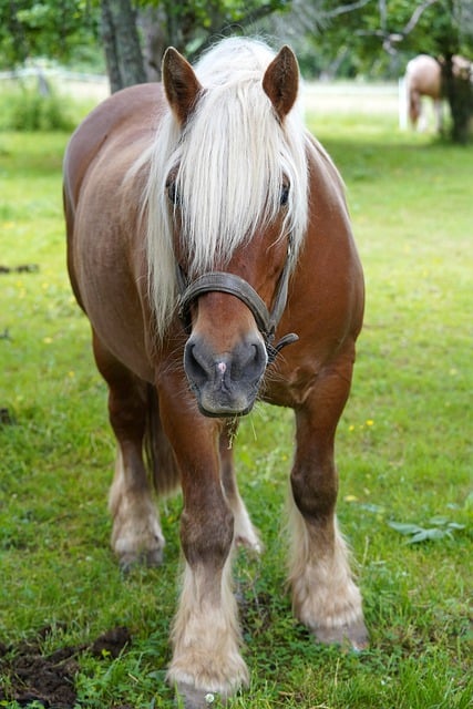 Free download animal horse mammal equine pasture free picture to be edited with GIMP free online image editor
