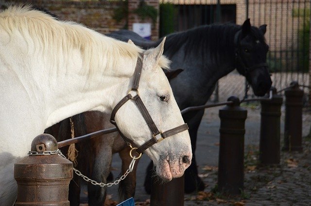 Free download Animal Horse Mammals -  free photo or picture to be edited with GIMP online image editor