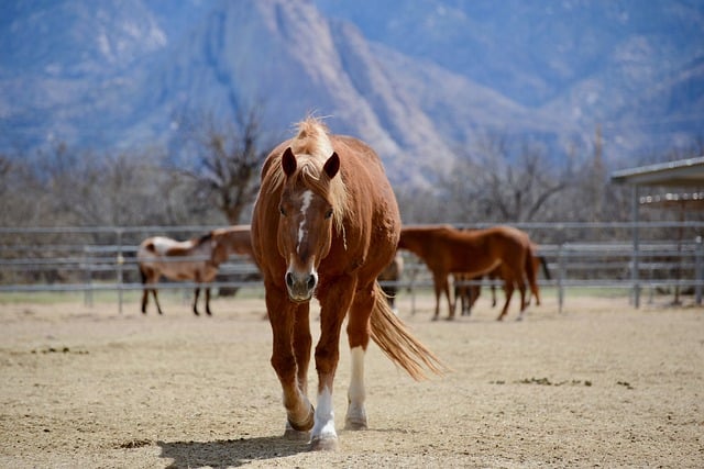 Free download animal horse mammal species fauna free picture to be edited with GIMP free online image editor
