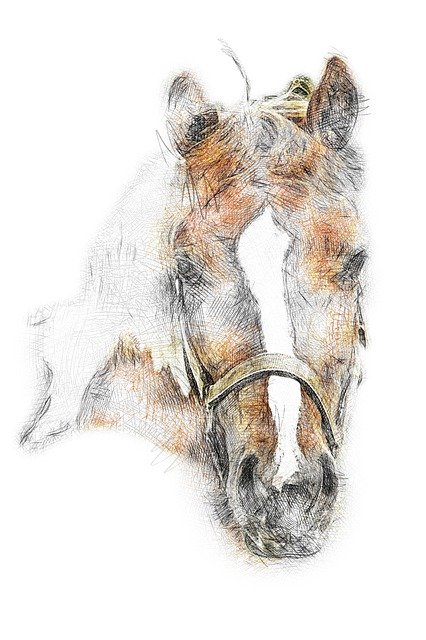 Free download Animal Horse Portrait Of -  free illustration to be edited with GIMP free online image editor