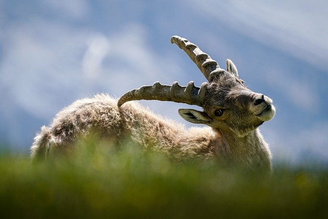 Free download animal ibex respect mammal free picture to be edited with GIMP free online image editor