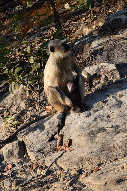 Free download animal india langur baby jungle free picture to be edited with GIMP free online image editor