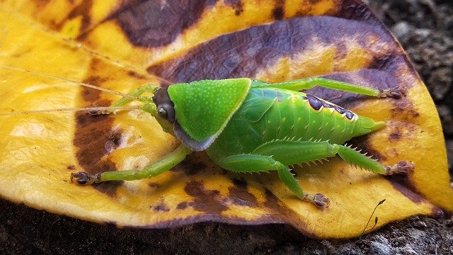 تنزيل Animal Insect Bali مجانًا - صورة أو صورة مجانية ليتم تحريرها باستخدام محرر الصور عبر الإنترنت GIMP