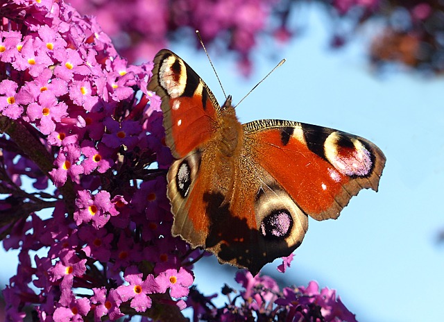 Faça o download gratuito da imagem gratuita da borboleta do inseto animal para ser editada com o editor de imagens on-line gratuito do GIMP