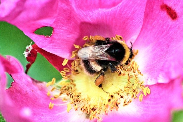 Descarga gratuita Animal Insect Hummel: foto o imagen gratuita para editar con el editor de imágenes en línea GIMP