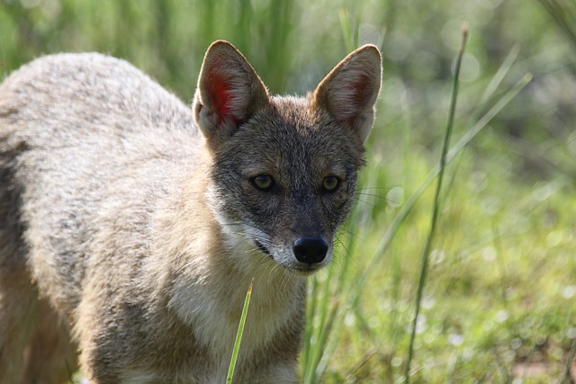 Free download animal jackal nature mammal free picture to be edited with GIMP free online image editor