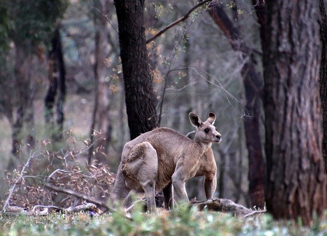 دانلود رایگان Animal Kangaroo Australian - عکس یا تصویر رایگان قابل ویرایش با ویرایشگر تصویر آنلاین GIMP