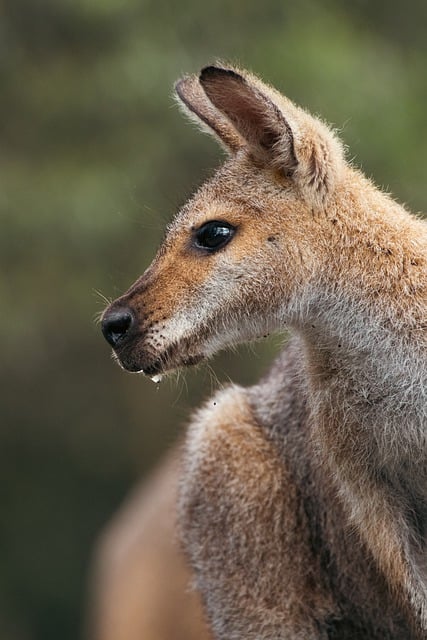 Free download animal kangaroo marsupial wallaby free picture to be edited with GIMP free online image editor