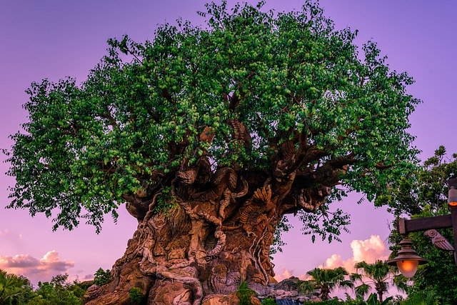 Free download Animal Kingdom Big Tree Sunset -  free photo or picture to be edited with GIMP online image editor