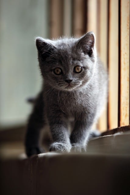 Free download animal kitten mammal feline cat free picture to be edited with GIMP free online image editor
