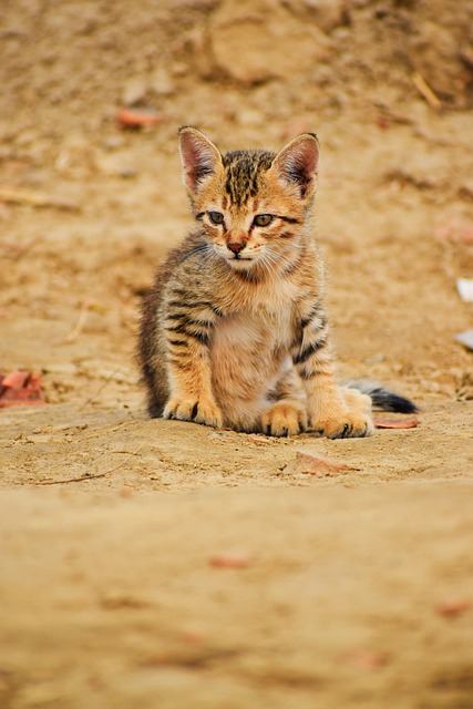 Free download animal kitten mammal feline stray free picture to be edited with GIMP free online image editor