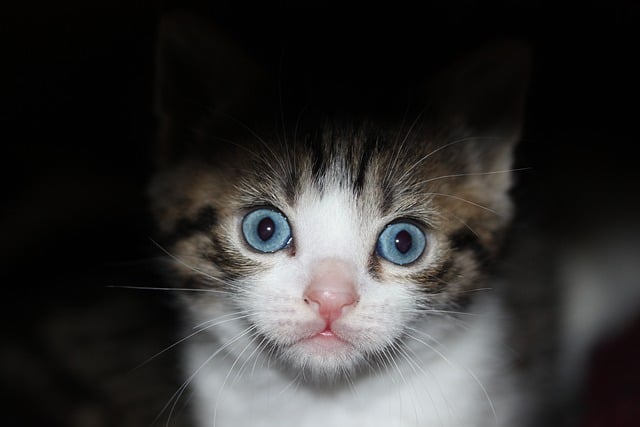 Kostenloser Download Tierkätzchen überrascht Katzenhaustier Kostenloses Bild, das mit dem kostenlosen Online-Bildeditor GIMP bearbeitet werden kann