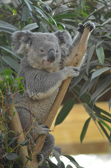 Free download Animal Koala Cute -  free photo or picture to be edited with GIMP online image editor