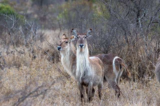 Free download animal kudu mammal species fauna free picture to be edited with GIMP free online image editor