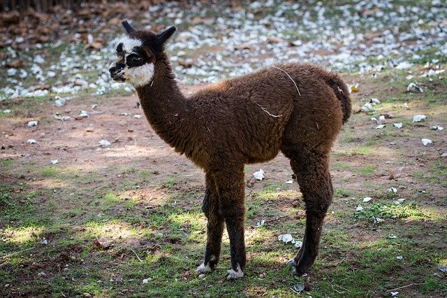 Download grátis Animal Lama Mammals - foto ou imagem gratuita a ser editada com o editor de imagens online GIMP