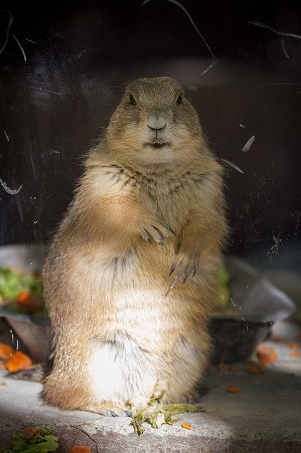 Free download Animal Lemming Prairie -  free photo or picture to be edited with GIMP online image editor