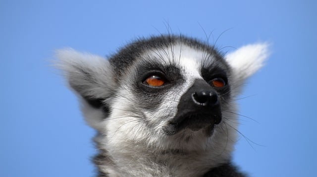 Free download animal lemur mammal species fauna free picture to be edited with GIMP free online image editor