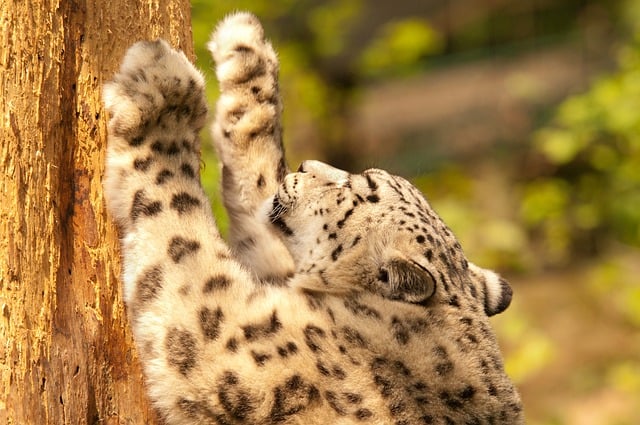 Free download animal leopard mammal species free picture to be edited with GIMP free online image editor