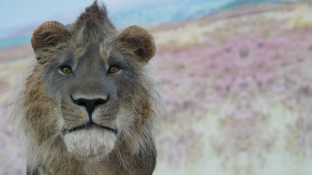 Free download animal lion mammal species fauna free picture to be edited with GIMP free online image editor