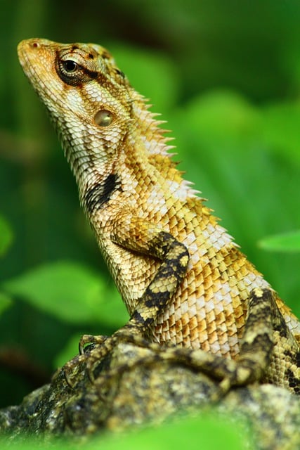 Free download animal lizard reptile camouflage free picture to be edited with GIMP free online image editor