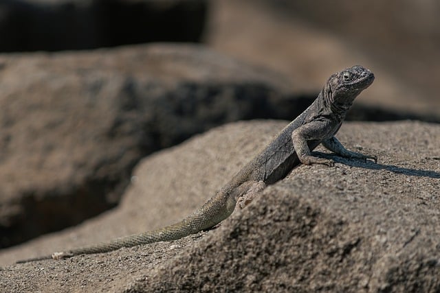 Descarga gratuita animal lagarto reptil naturaleza imagen gratis para editar con GIMP editor de imágenes en línea gratuito