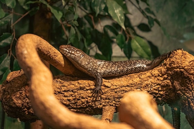 Muat turun percuma gambar percuma spesies reptilia cicak haiwan untuk diedit dengan editor imej dalam talian percuma GIMP