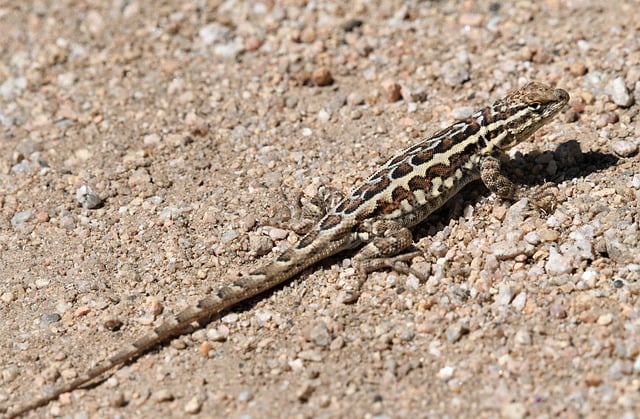 Free download animal lizard wild desert reptile free picture to be edited with GIMP free online image editor