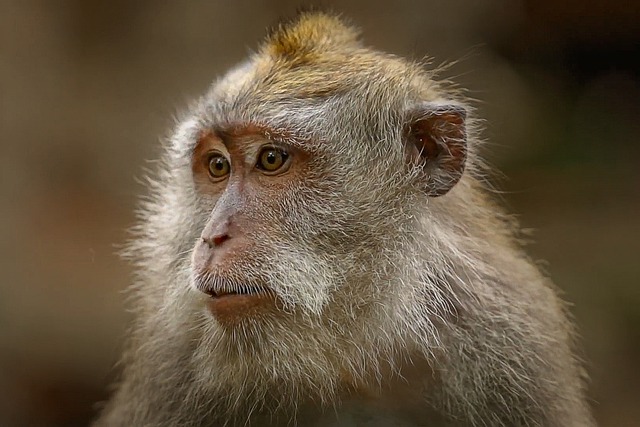 Free download animal macaque mammal species free picture to be edited with GIMP free online image editor