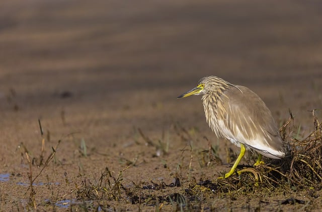 Free download animal malagasy pond heron free picture to be edited with GIMP free online image editor