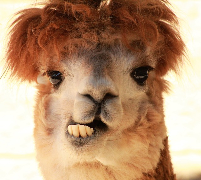Free download animal ma mammal alpaca fur cute free picture to be edited with GIMP free online image editor