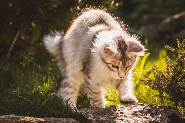 Free download animal mammal cat feline pet fur free picture to be edited with GIMP free online image editor