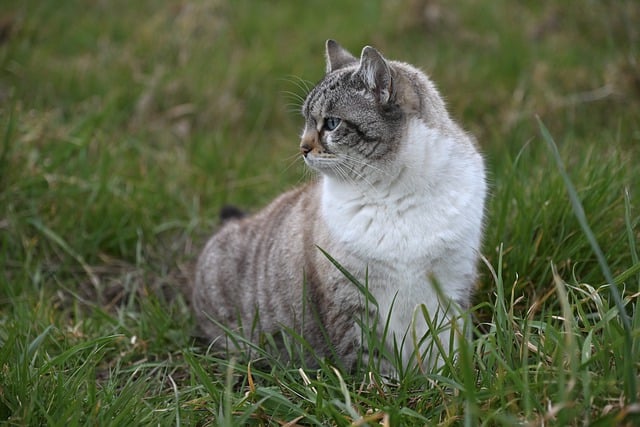 Free download animal mammal cat grass feline free picture to be edited with GIMP free online image editor