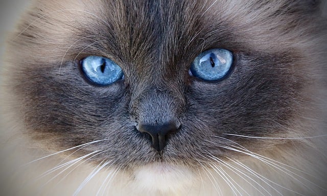 Free download animal mammal cat ragdoll pet free picture to be edited with GIMP free online image editor